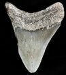 Juvenile Megalodon Tooth - South Carolina #45848-1